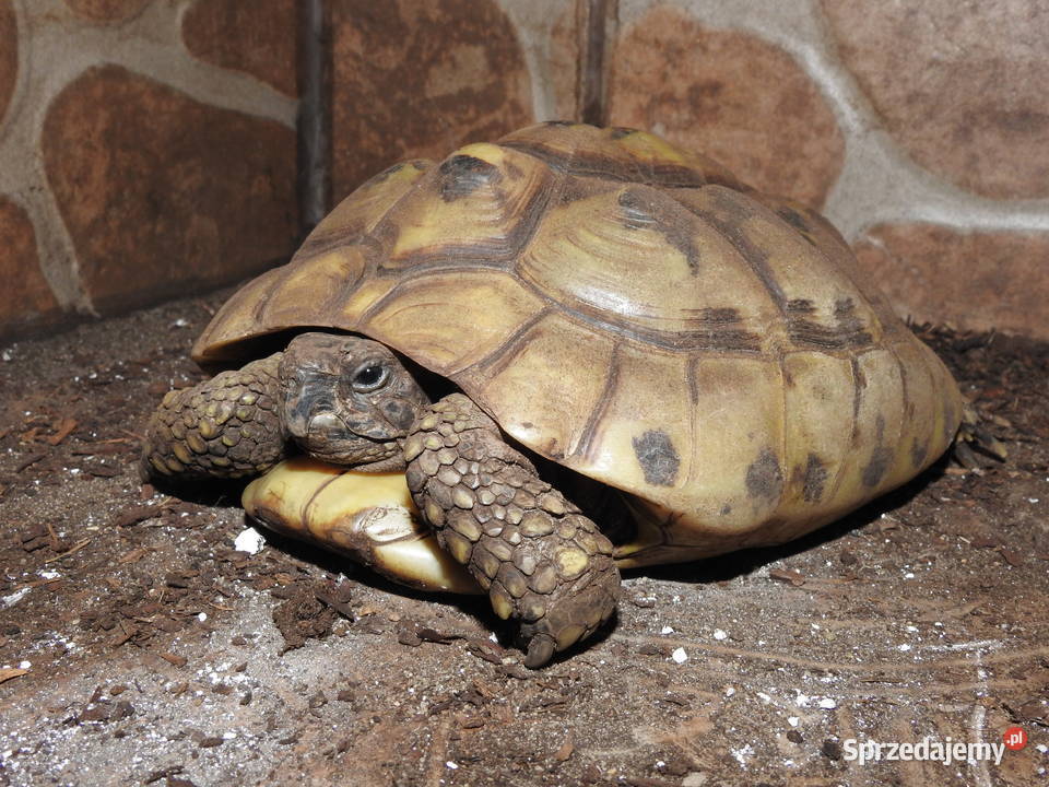 Żółw stepowy i greacki zachodniopomorskie Szczecin