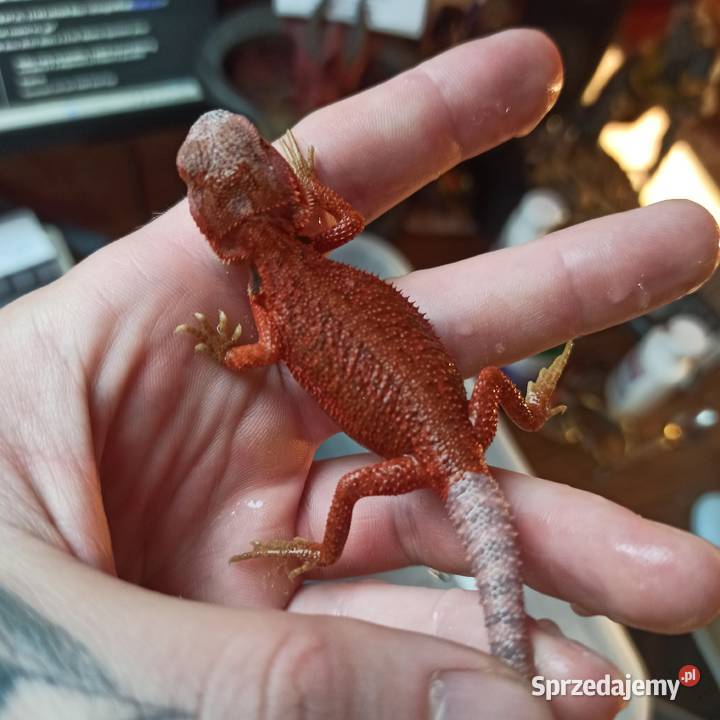 Agama Brodata Jaszczurka Początkujących Błonie