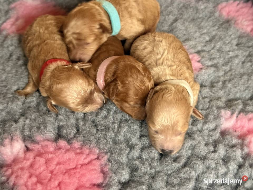 Pudel toy Częstochowa