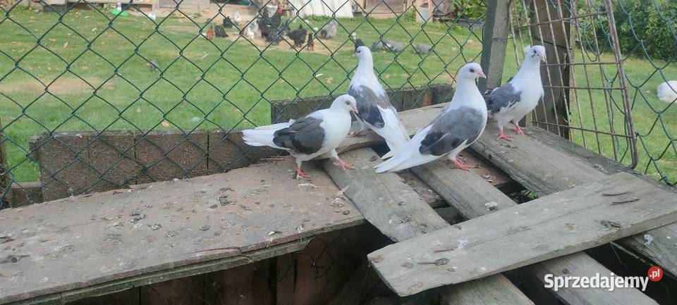 Orliki boki siwe Tokarówka