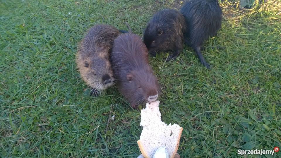 Nutrie sprzedam sprzedam