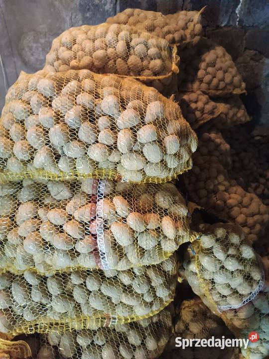 Sadzeniaki melody ziemniaki Rośliny okopowe Wielmoża