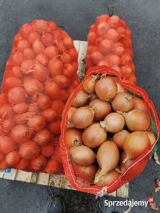 Sprzedam cebulę