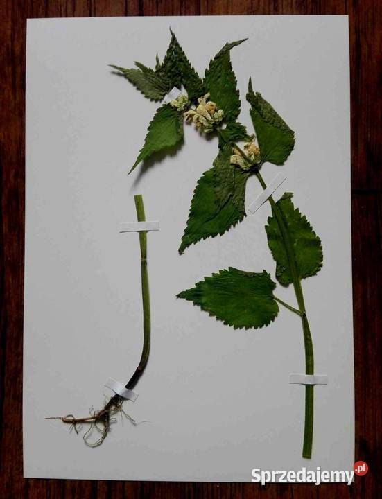 Zielniki Botaniczne Fitopatologiczne Szczecin sprzedam