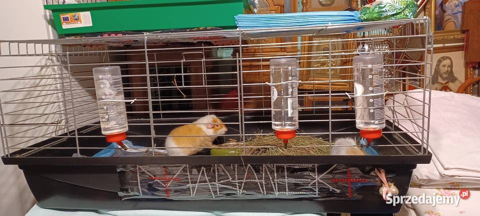 100 KLATKA 6 KILO VERSELE LAGA DOMEK POLAR Poznań