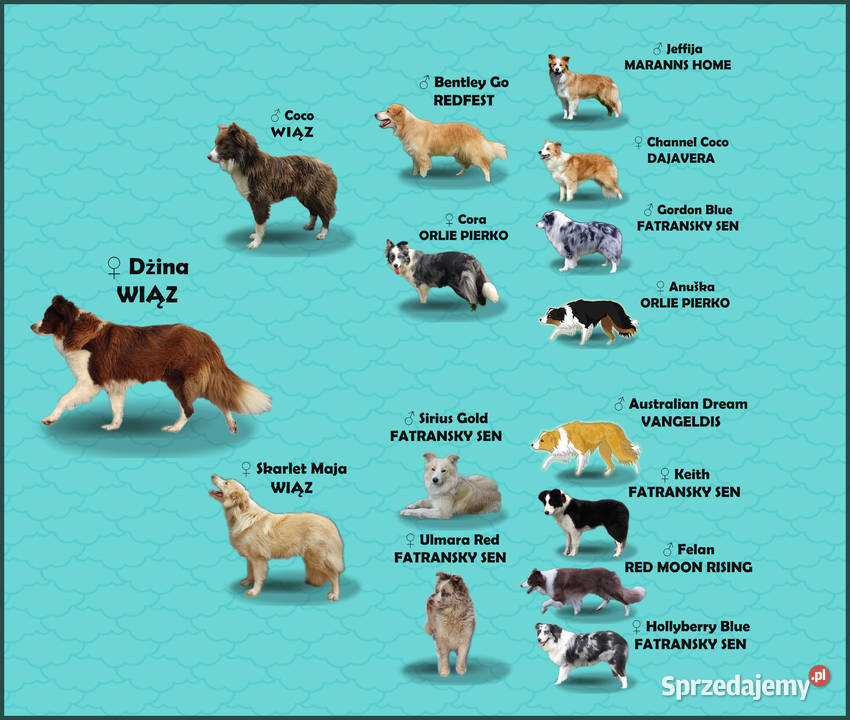 Rasowy pies Border Collie z pełną dok przebadani Pozostałe podkarpackie Iwonicz