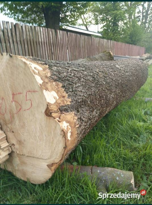 Jesion niecały kubik lipa niecały kubik Korczowiska