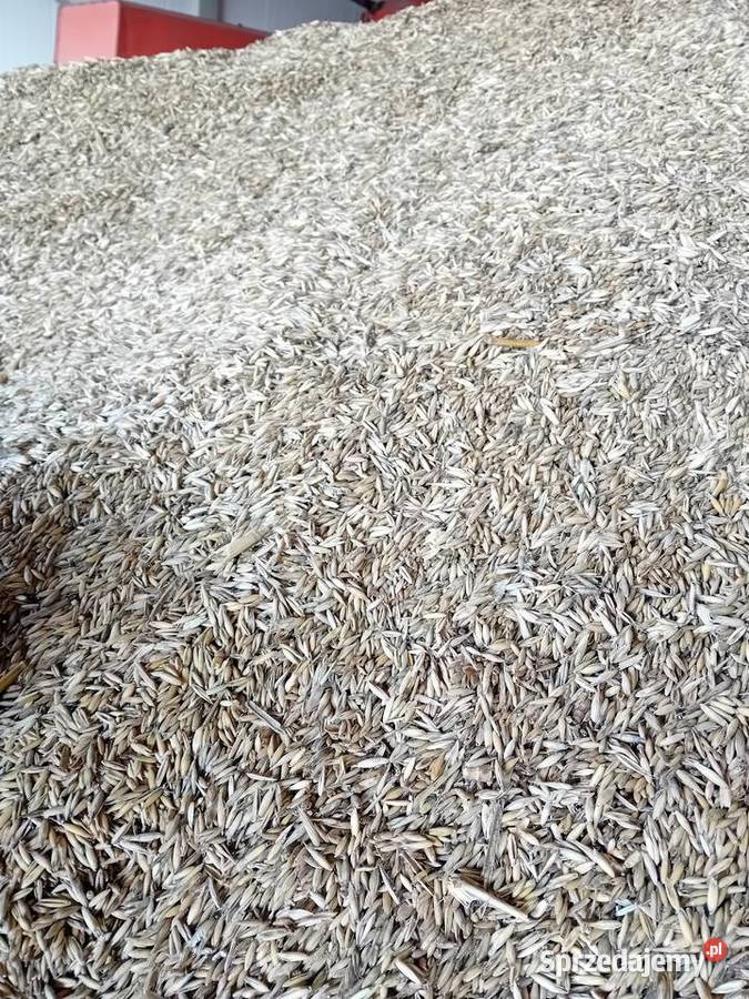 Owies Lipiny sprzedam