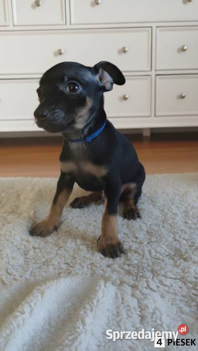 Pinczerki Pinczer Miniaturowy Zapowiedź Miotu Kazimierz Biskupi