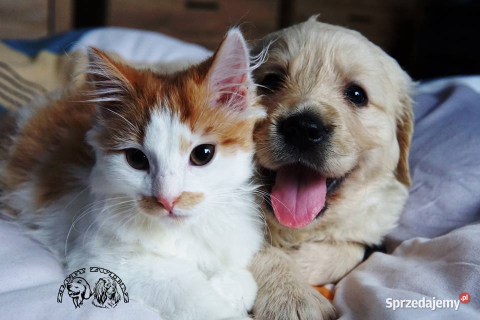 Szczeniak Golden Retriever podkarpackie Rzeszów sprzedam