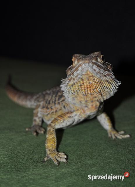 AGAMA BRODATA Z TERARIUM Gołdap