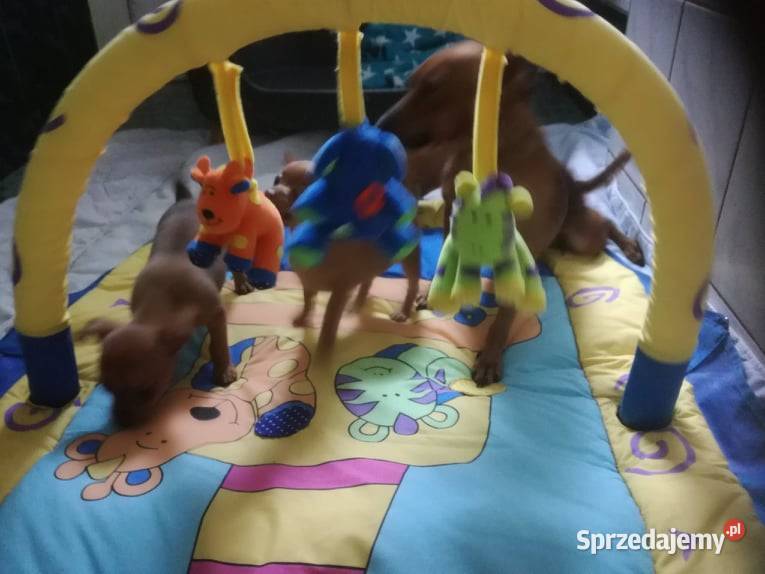 Pinczer miniatura pieski i suczki Radomsko
