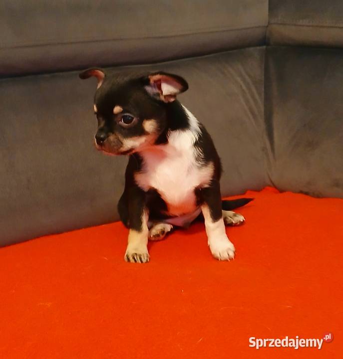 Piękny piesek chihuahua