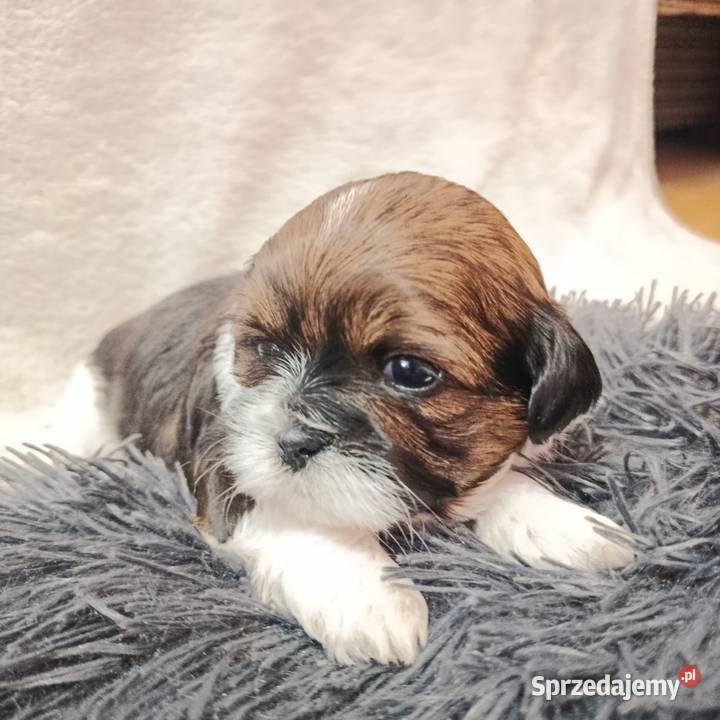 Shihtzu Zofiówka