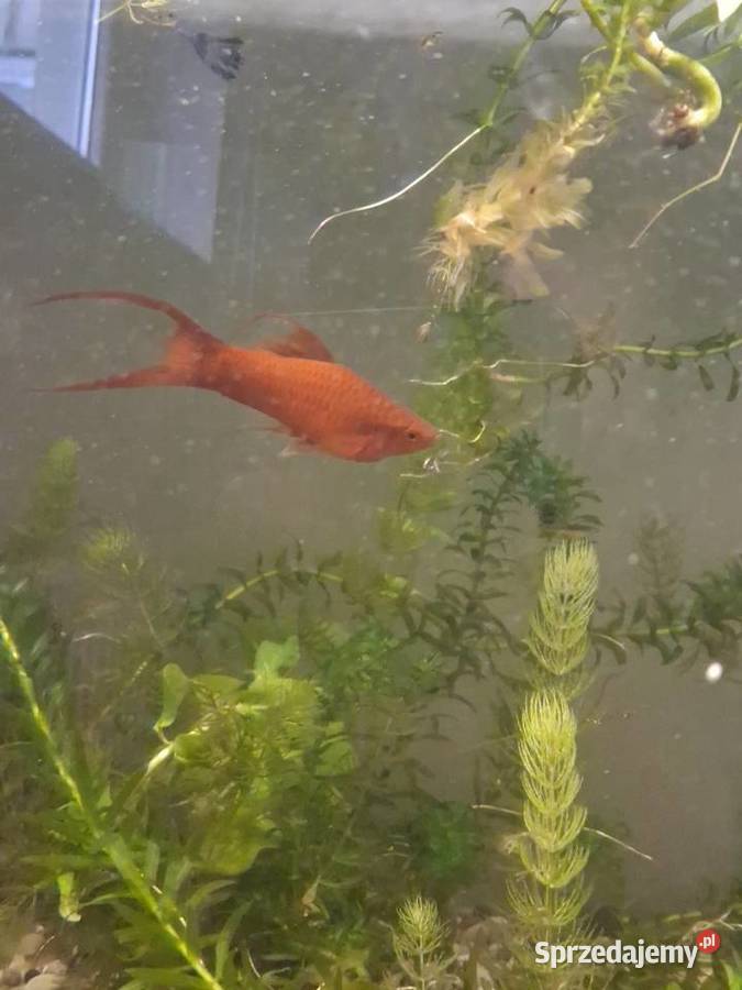 Mieczyki hellera 4sztuki Ryby wielkopolskie