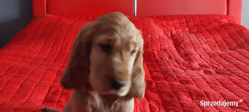 Cocker Spaniel angielski