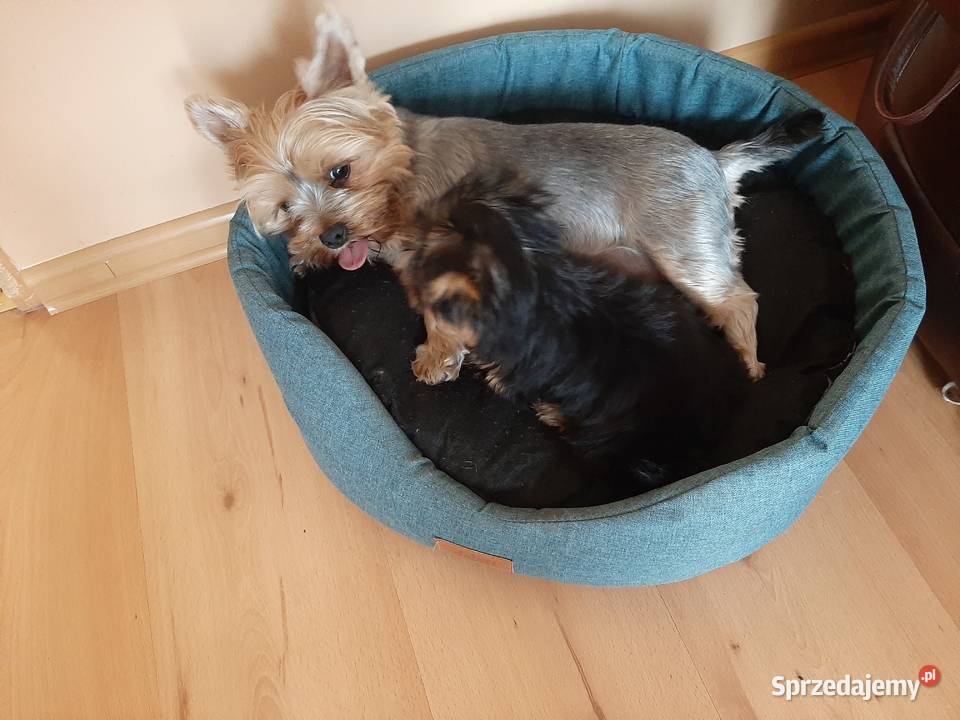 York piesek książeczka rodowód chip 2 miesiące świętokrzyskie Bogoria