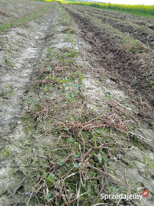 nasiona lubczyk 2024