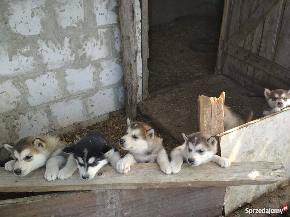 Sprzedam szczeniaki rasy alaskan malamute podlaskie Reszkowce