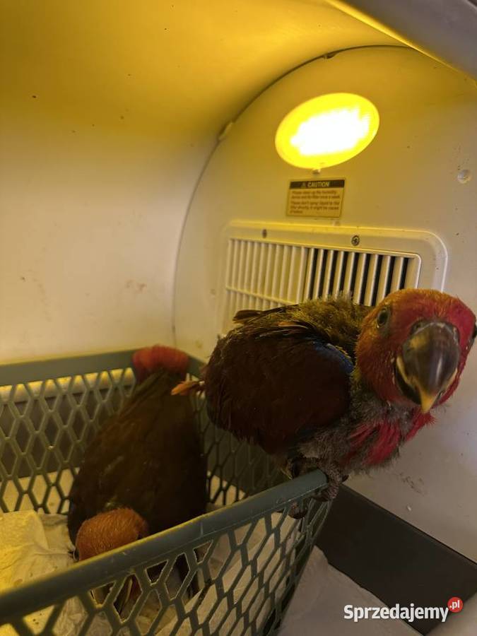 Lora wielkaBarwnica zwyczajnaEclectus roratus Pszczyna