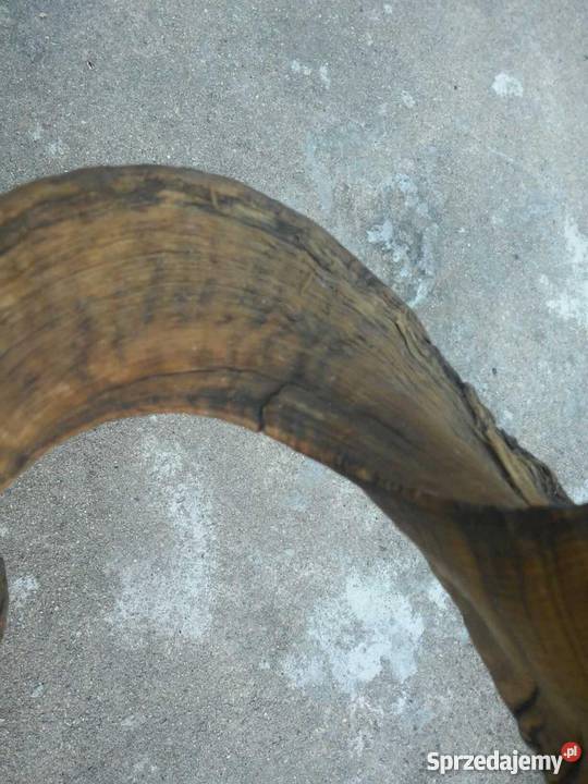 Poroże ślimy muflona