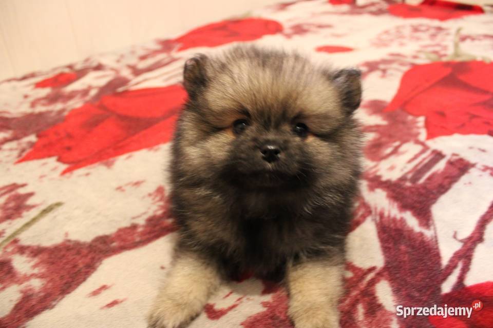 Szpic miniaturowy pomeranian nietypowy kolor