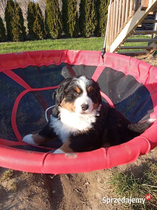 Berneński Pies Pasterski Wilków sprzedam