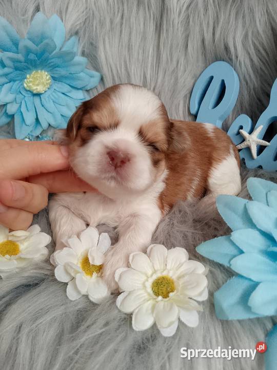 Piękny pies rasy ShihTzu Namysłów