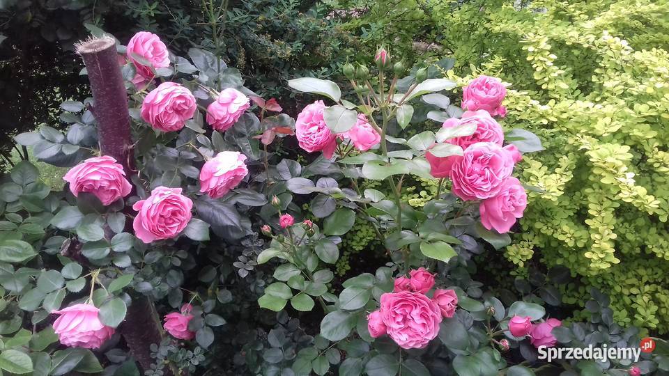 Zadbana działka ROD Kamieńczyk 500m2 z domem i sprzedam