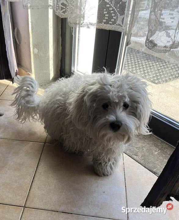 Oddam Maltańczyka Radom