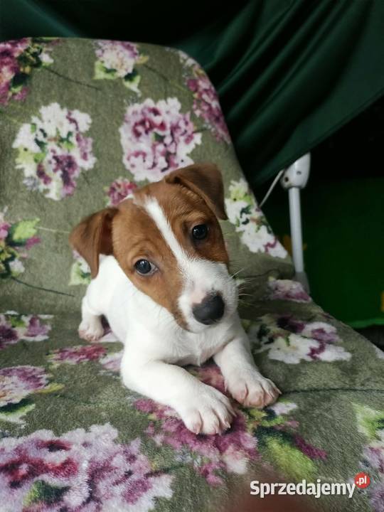 Wzorcowy Jack Russell terrier JRT doskonała Jack Russell Terrier