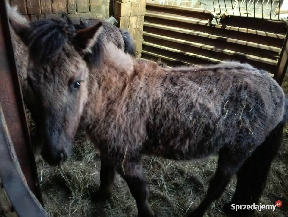 Sprzedam 3 koniki polskie Wola Radłowska