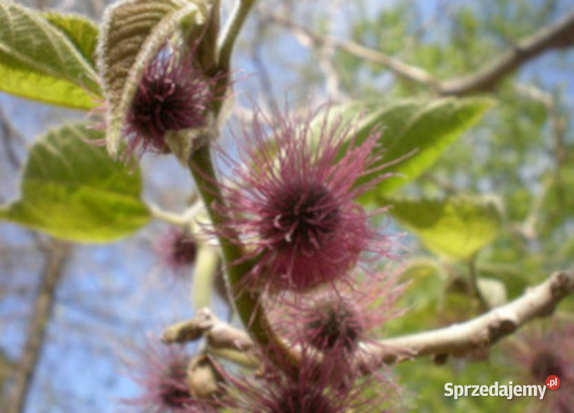 BRUSONENCJA MORWA PAPIEROWA Broussonetia kujawsko-pomorskie Lubanie