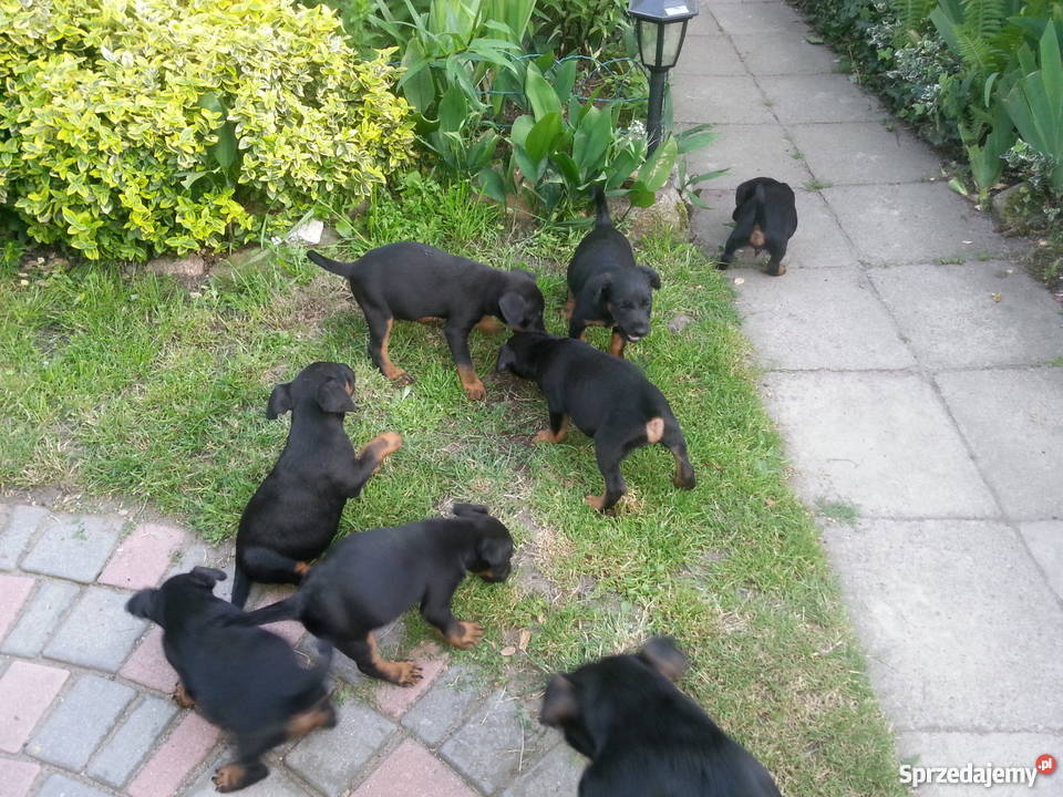 Terier Niemiecki szczeniaki Pozostałe