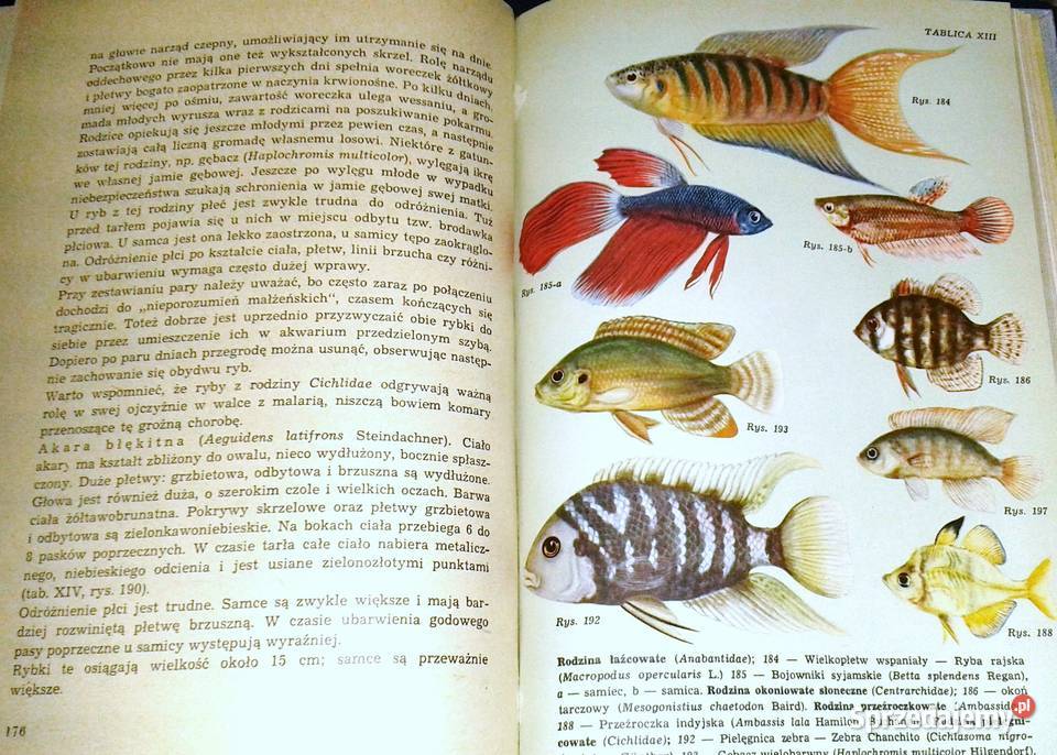 Akwarium A Taborski J Landowski K Gabryś lubelskie Chełm