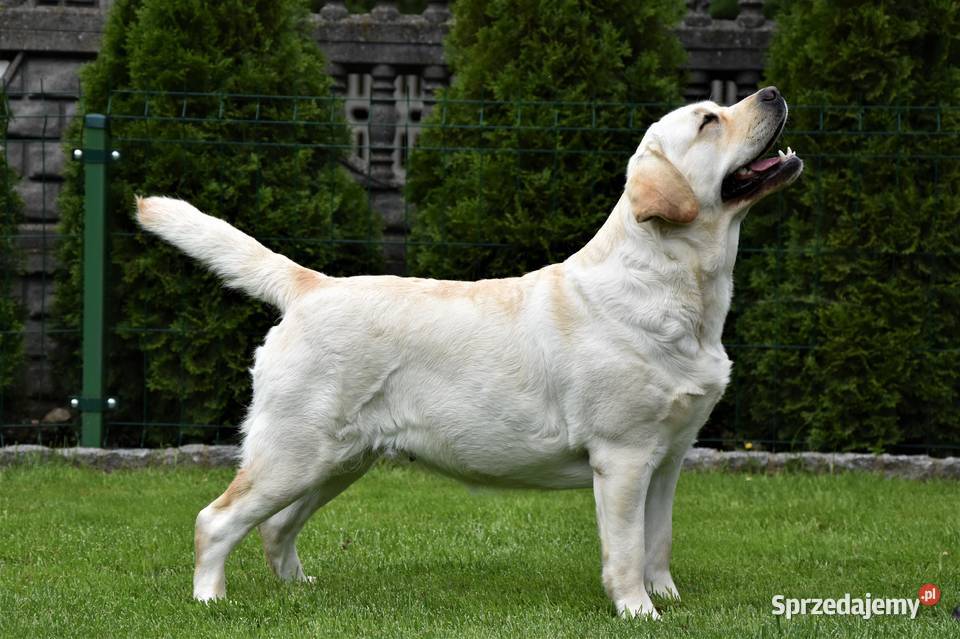 Szczenięta Labrador Retriever ZKwp FCI Jaskrów