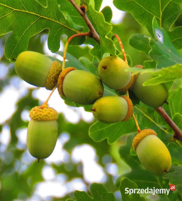 DĄB SZYPUŁKOWY Quercus robur NASIONA 160 sztuk 1 Lubanie