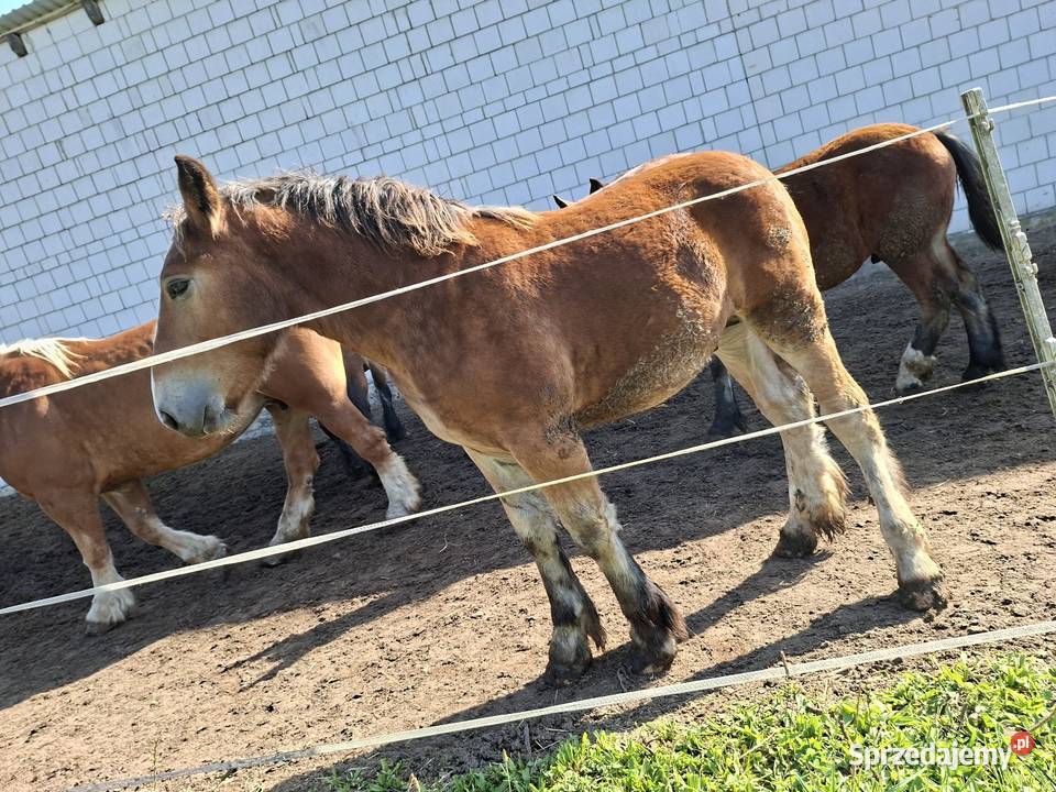 Ogierki zimnokrwiste 6 miesięcy Ożarów sprzedam