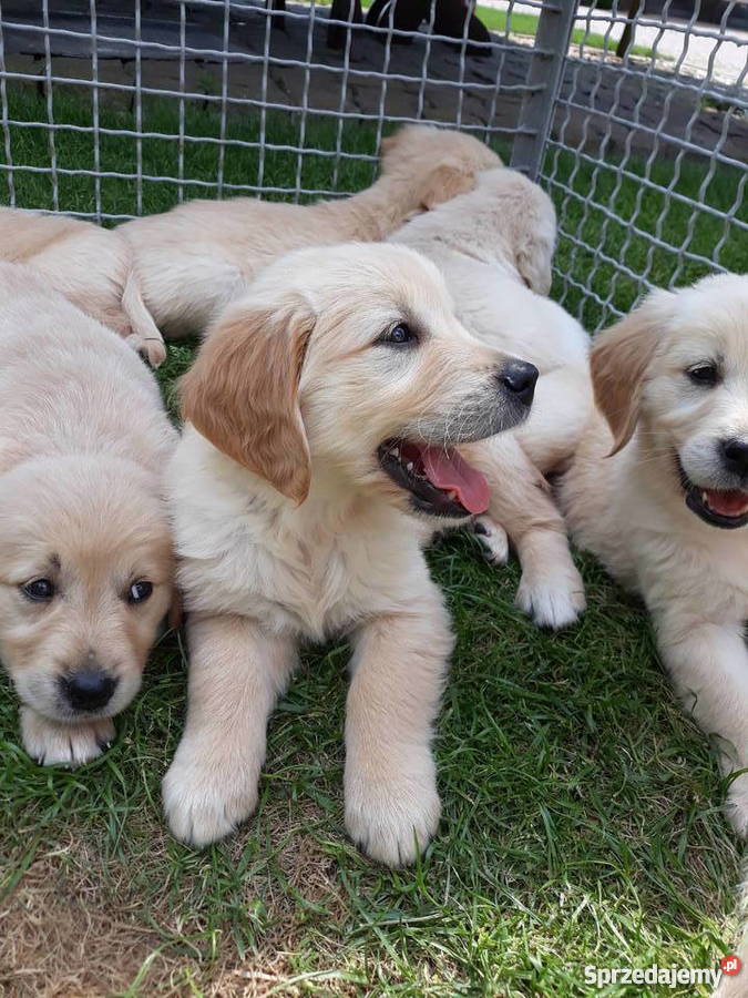 GOLDEN RETRIEVER Rodowódczip Golden Retriever Rudniki