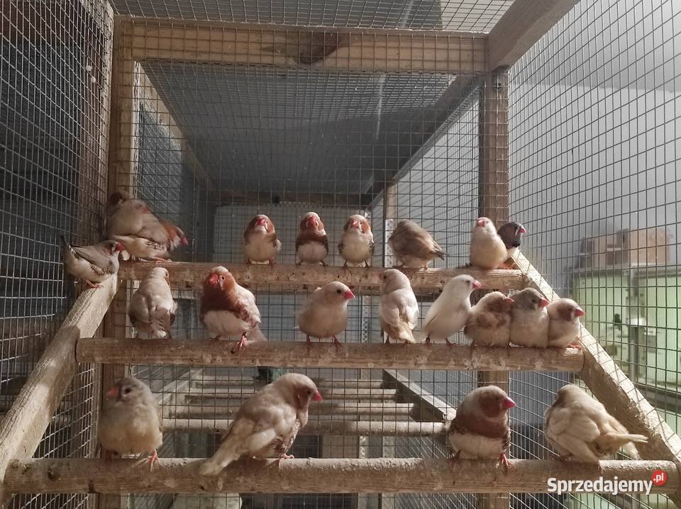 Zeberki w różnych mutacjach