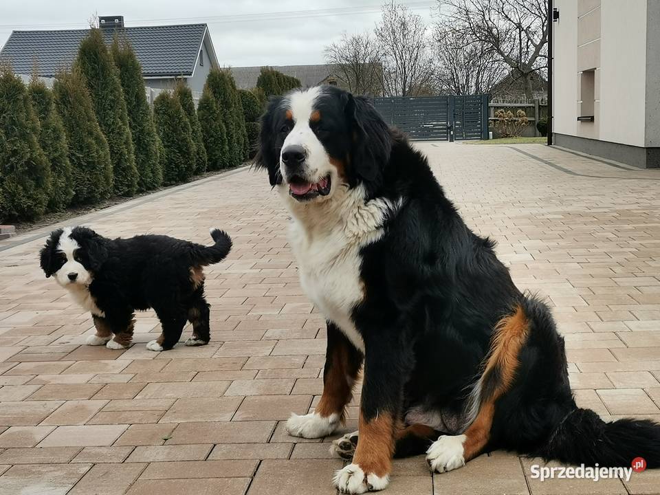 Berneński pies pasterski szczeniak Brudzewice sprzedam