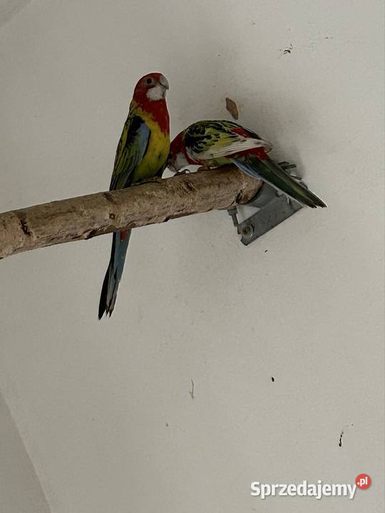 Rozelle Białolice Podolsze