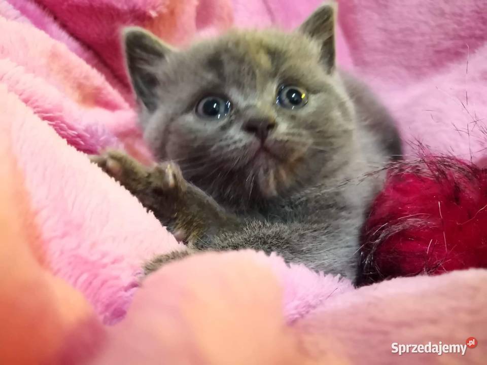 Kotka Brytyjska Krótkowłosa Długołęka