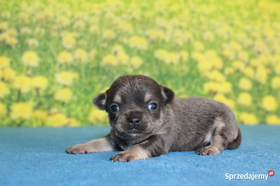 Chihuahua krótkowłosy niebieski chłopczyk ZKwP zachodniopomorskie Świnoujście sprzedam
