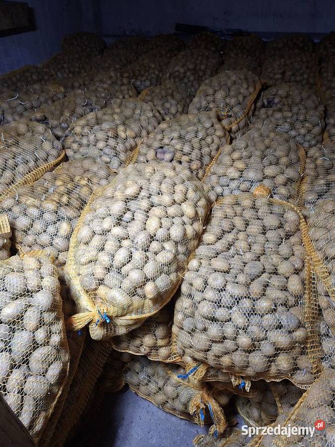 Ziemniaki soraya rozmiar sadzeniak