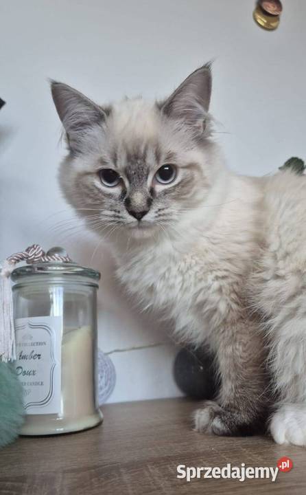 Ragdoll wystawowohodowlany Ragdoll Rzeszów