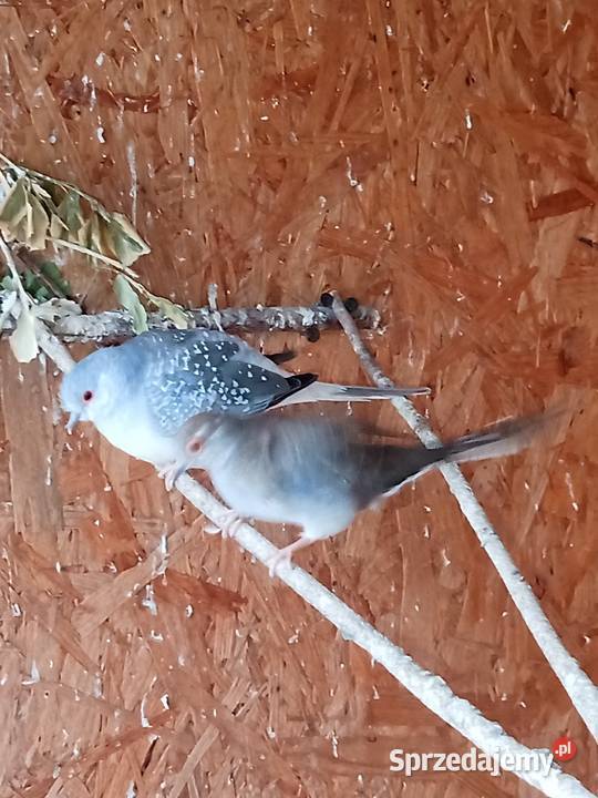 Sprzedam gołąbki diamentowe Mechlin sprzedam