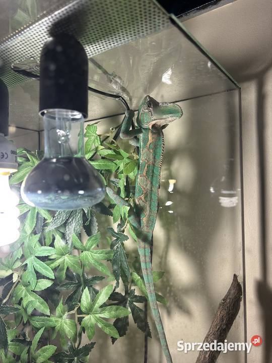 Kameleon jemeński z wyposażeniem
