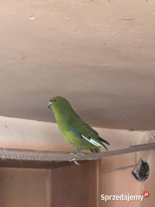 Papugi z domowej hodowli nimfy faliste lubelskie Kraśnik
