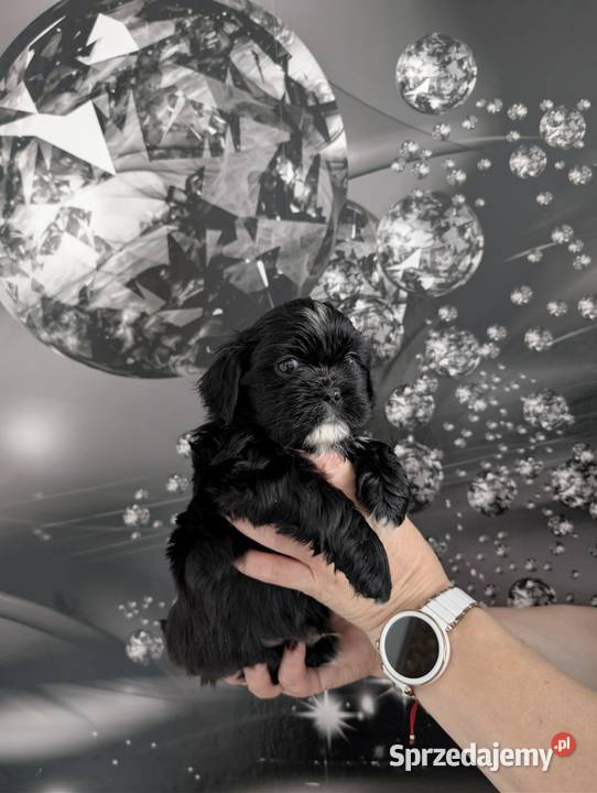 Szczenięta shih tzu z genem blue śląskie Zawiercie